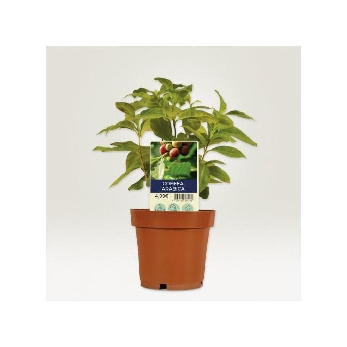 Avery Confezione 60 Cartellini per Piante 128x47mm