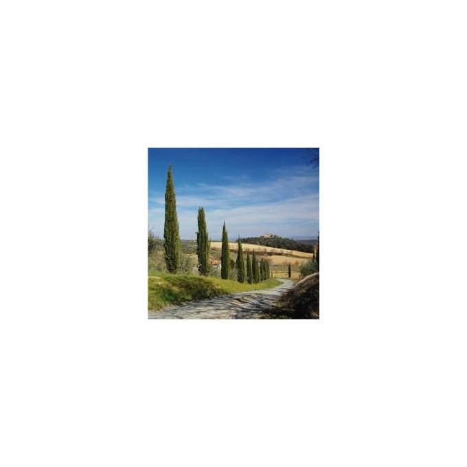 Walimex Pro Filtro Polarizzatore Circolare Coated 62mm