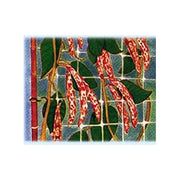 Reti Ortofrutta In Nylon Sostengreen